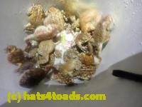/home//u458753944/public_html/sourcegallery/////Roxborough Toad Detour/2023/2023-04-06/P4060719.JPG